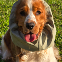 Fidanzatina per Cocker Spaniel Inglese