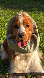 Fidanzatina per Cocker Spaniel Inglese