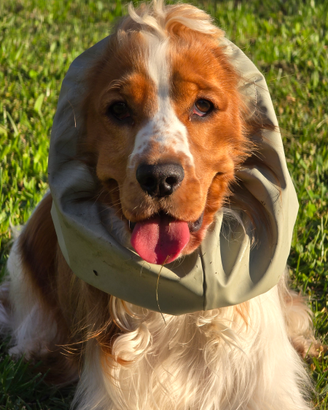 Fidanzatina per Cocker Spaniel Inglese