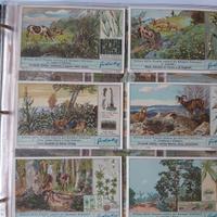 Album figurine Liebig anni 1950-1952