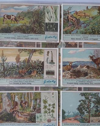 Album figurine Liebig anni 1950-1952