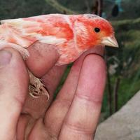 Coppia arlecchino portoghese foi