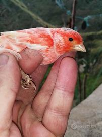 Coppia arlecchino portoghese foi