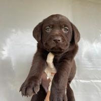 Cuccioli di Labrador