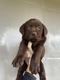 Cuccioli di Labrador