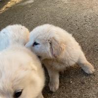 Cucciola incrocio pastore maremmano