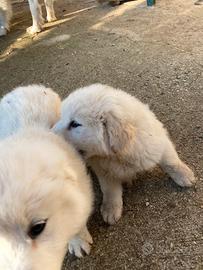 Cucciola incrocio pastore maremmano