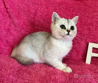 Gattini British shorthair