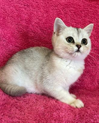Gattini British shorthair