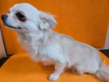 Chihuahua bianco e crema