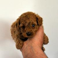 Cuccioli di Maltipoo