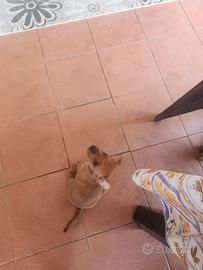 meraviglioso cucciolo