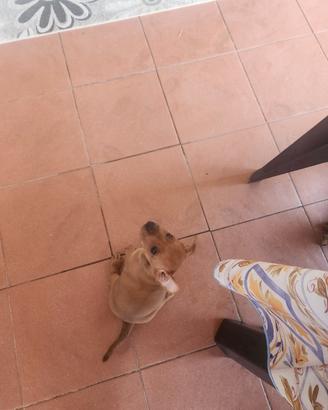 meraviglioso cucciolo