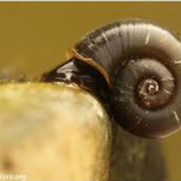 LUMACA acquario BROWN Planorbarius