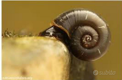 LUMACA acquario BROWN Planorbarius