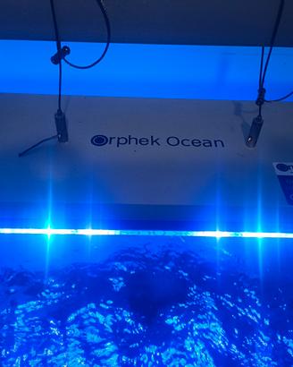 Orphek ocean