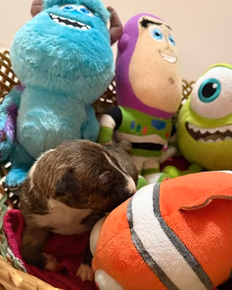 Bull Terrier Miniatura