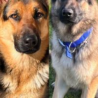 Cuccioli pastore tedesco