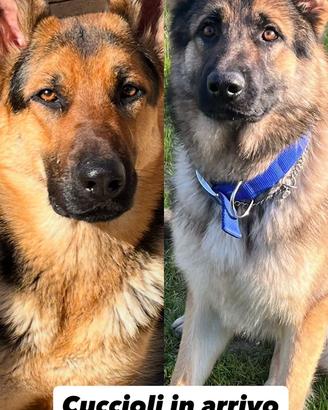 Cuccioli pastore tedesco