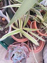 talee di pianta ragno e yucca