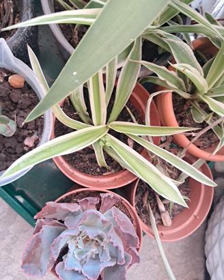 talee di pianta ragno e yucca