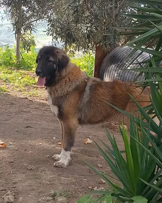 caucasica femmina