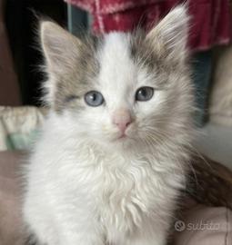 Gattina piccina