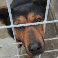 CANE IN ADOZIONE tg medio contenuta