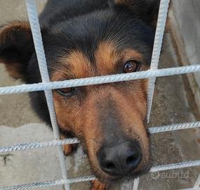 CANE IN ADOZIONE tg medio contenuta