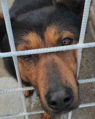 CANE IN ADOZIONE tg medio contenuta