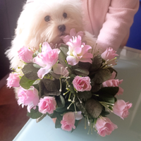 Mini Maltese Cucciolo Originale Maschio Vaccinato