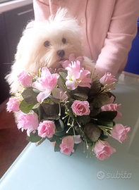 Mini Maltese Cucciolo Originale Maschio Vaccinato