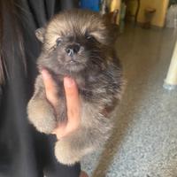 Cucciolo di spits di Pomerania