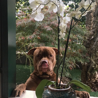 American Pit Bull Terrier Red Nose Pedigree MCKCI