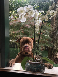 American Pit Bull Terrier Red Nose Pedigree MCKCI