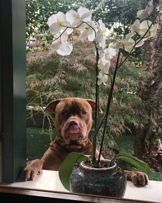 American Pit Bull Terrier Red Nose Pedigree MCKCI