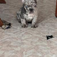 Bulldog francese