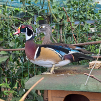 Anatra sposa (anatre caroline)