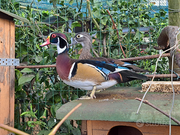 Anatra sposa (anatre caroline)