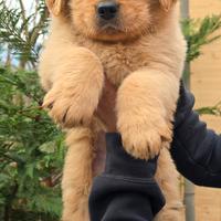 Golden retriever americano 100% pedigree ENCI
