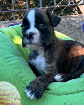 Cuccioli Boxer Tigrati