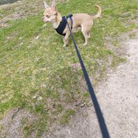 Chihuahua maschio stalloncino