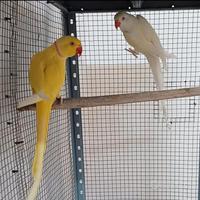 Coppia parrocchetti dal collare