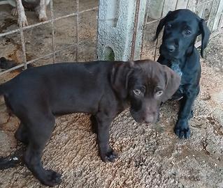 Cuccioli setter e drathar