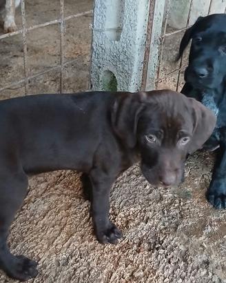 Cuccioli setter e drathar