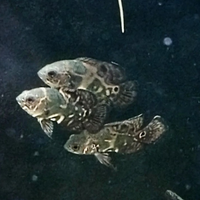 Astronotus ocellatus 6/7 cm