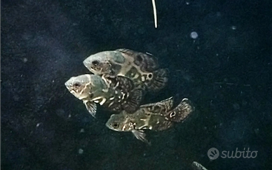 Astronotus ocellatus 6/7 cm