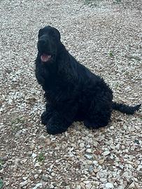 Cocker spaniel inglesi
