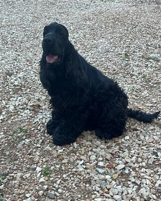 Cocker spaniel inglesi