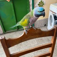 Pappagallo Derbiana